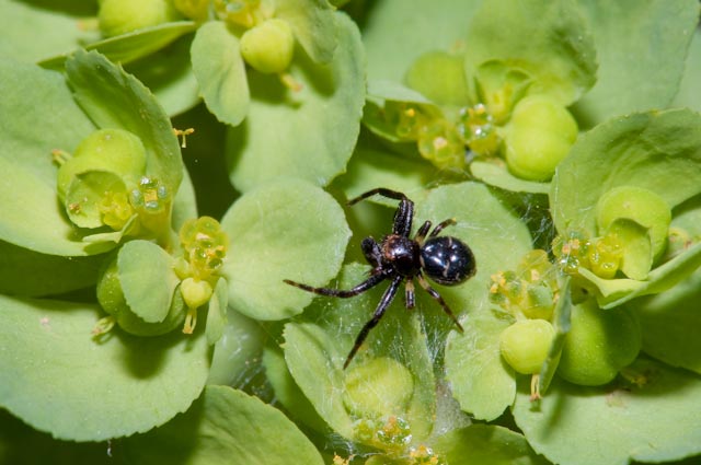 Synaema globosum